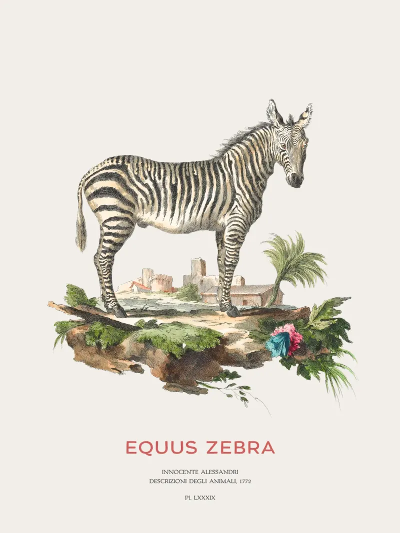 Incisione retro Mountain Zebra pannello forex da Vintagrafica