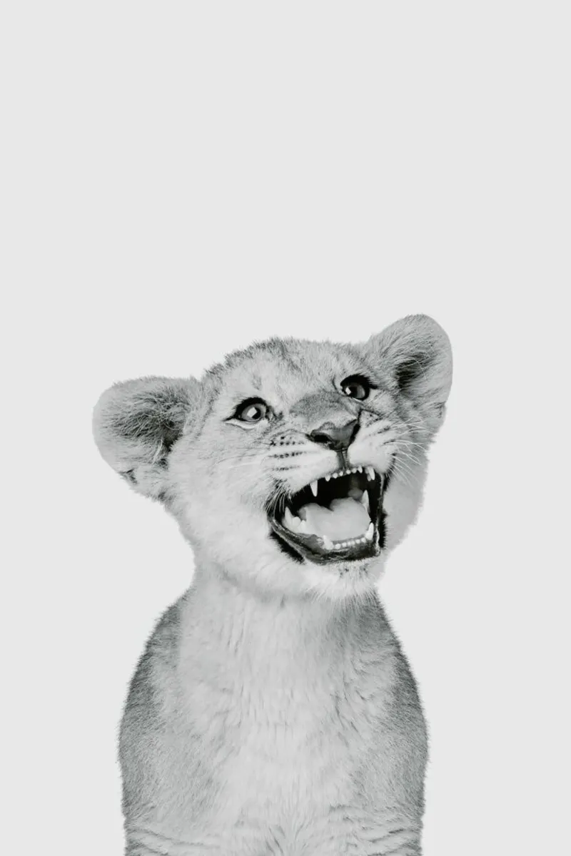 Lion Cub Classic pellicola backlit da Paws & Claws