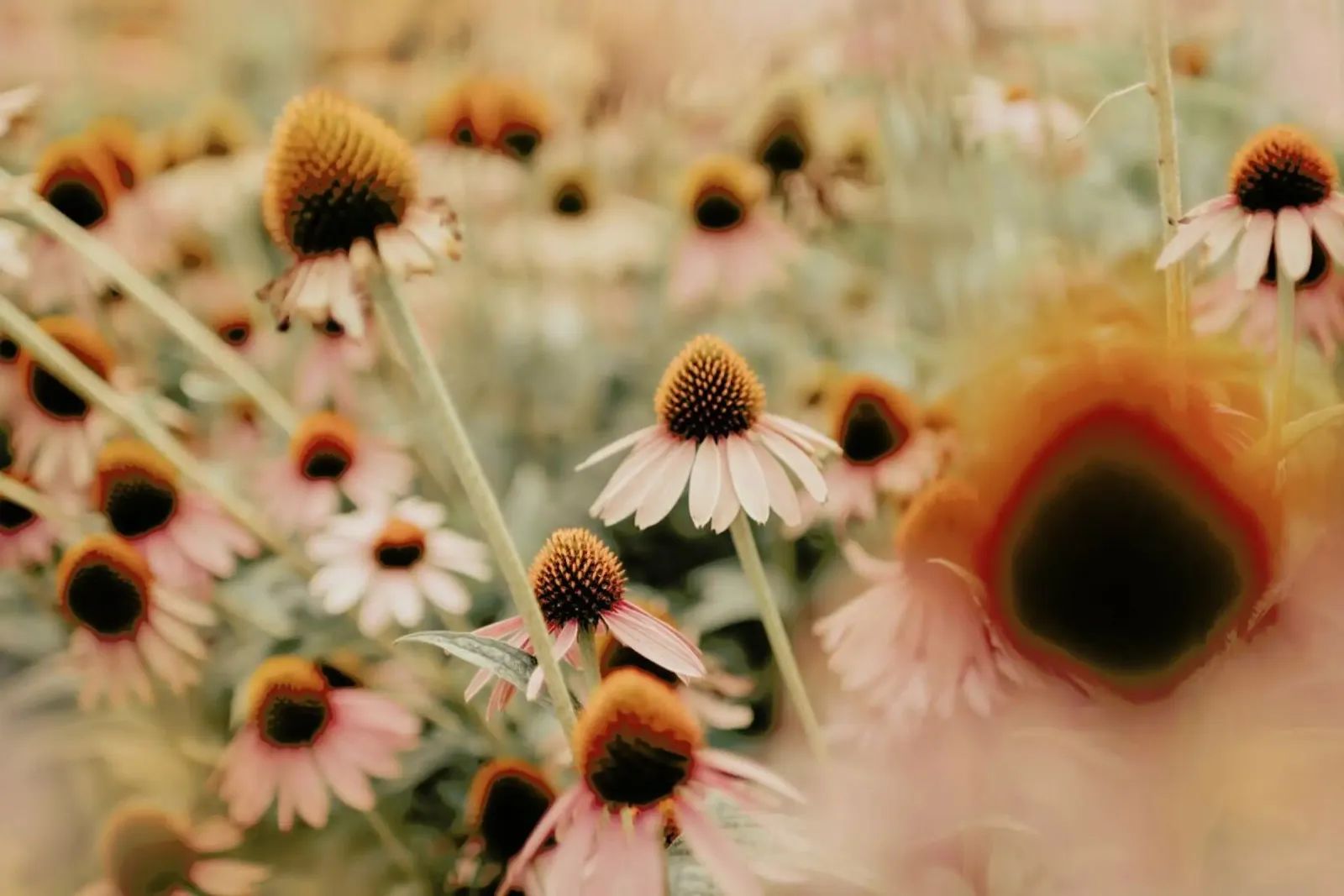 Echinacea Flowers pellicola backlit da Ingrid Beddoes