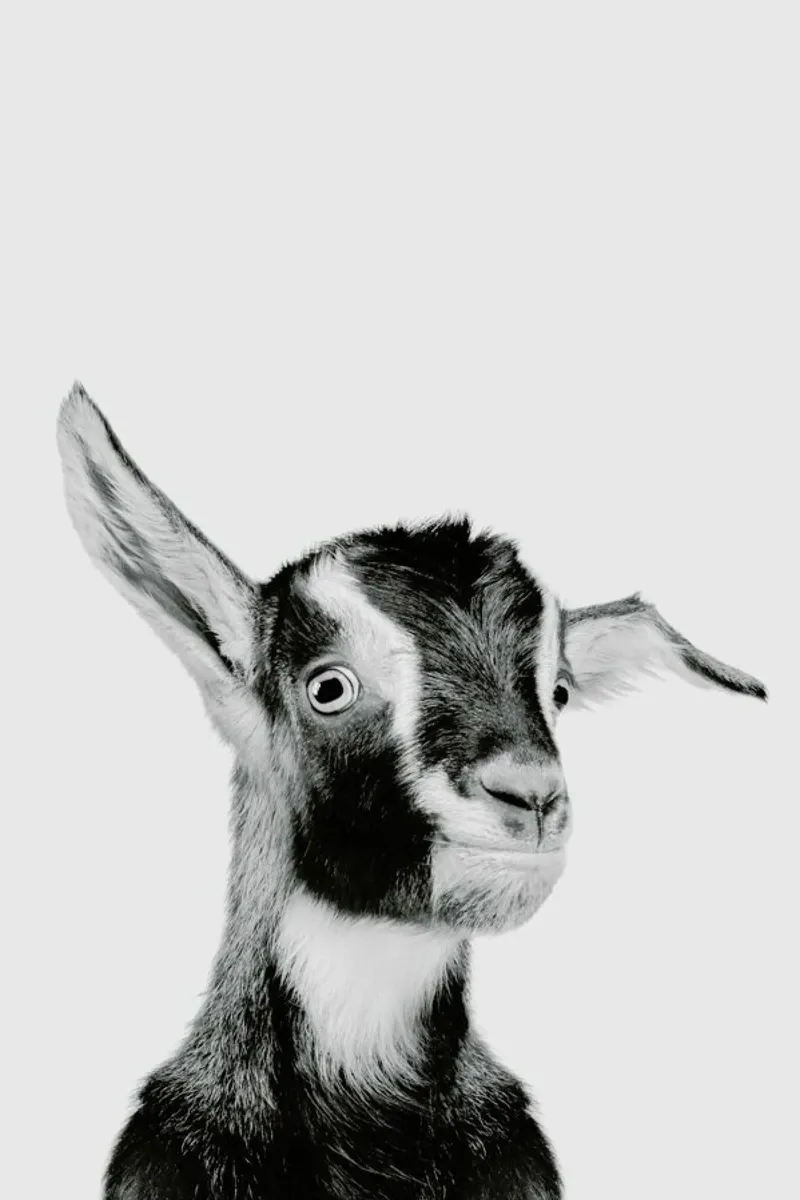 Goat Classic pellicola backlit da Paws & Claws