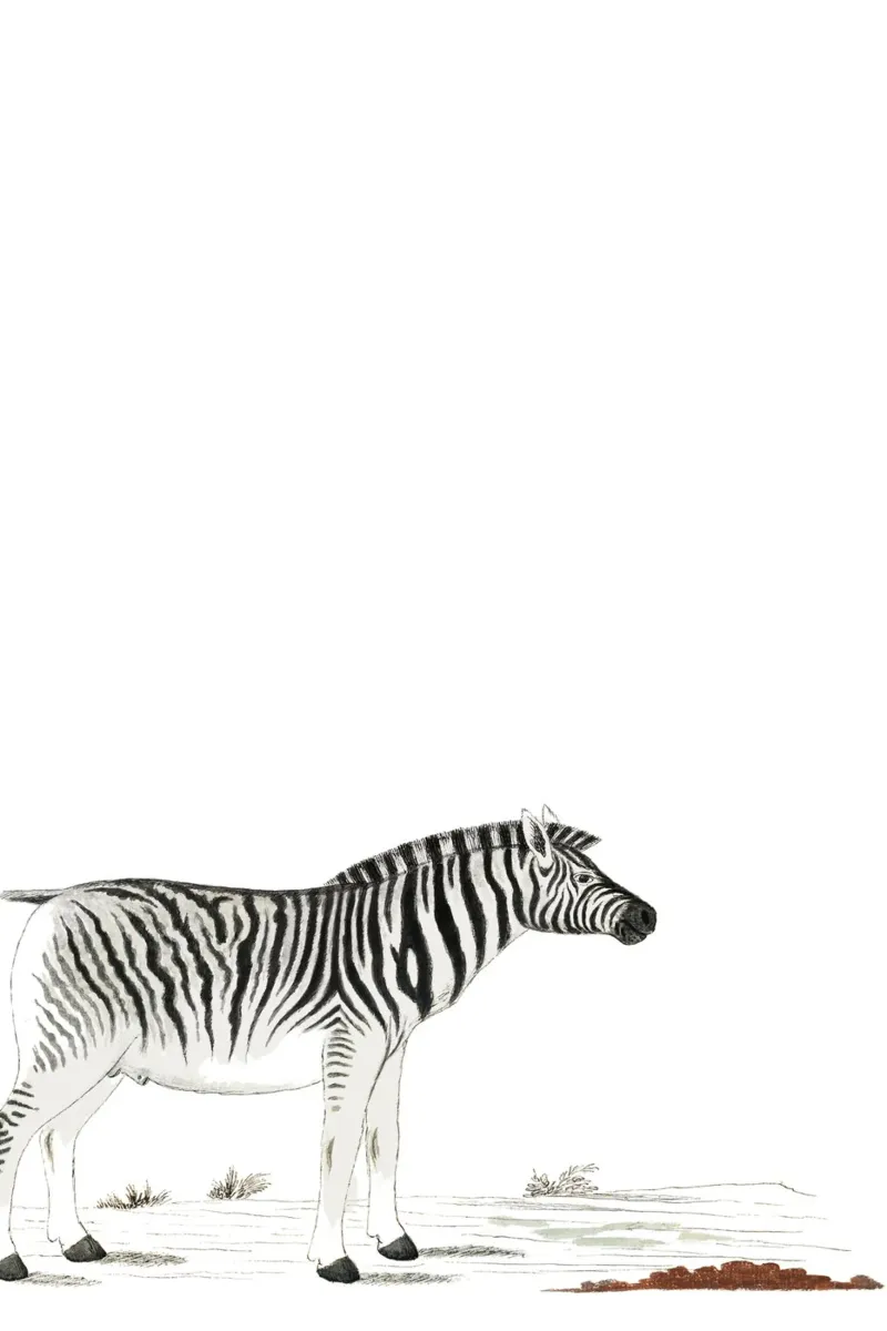 Zebra carta hahnemühle da Second Canvas