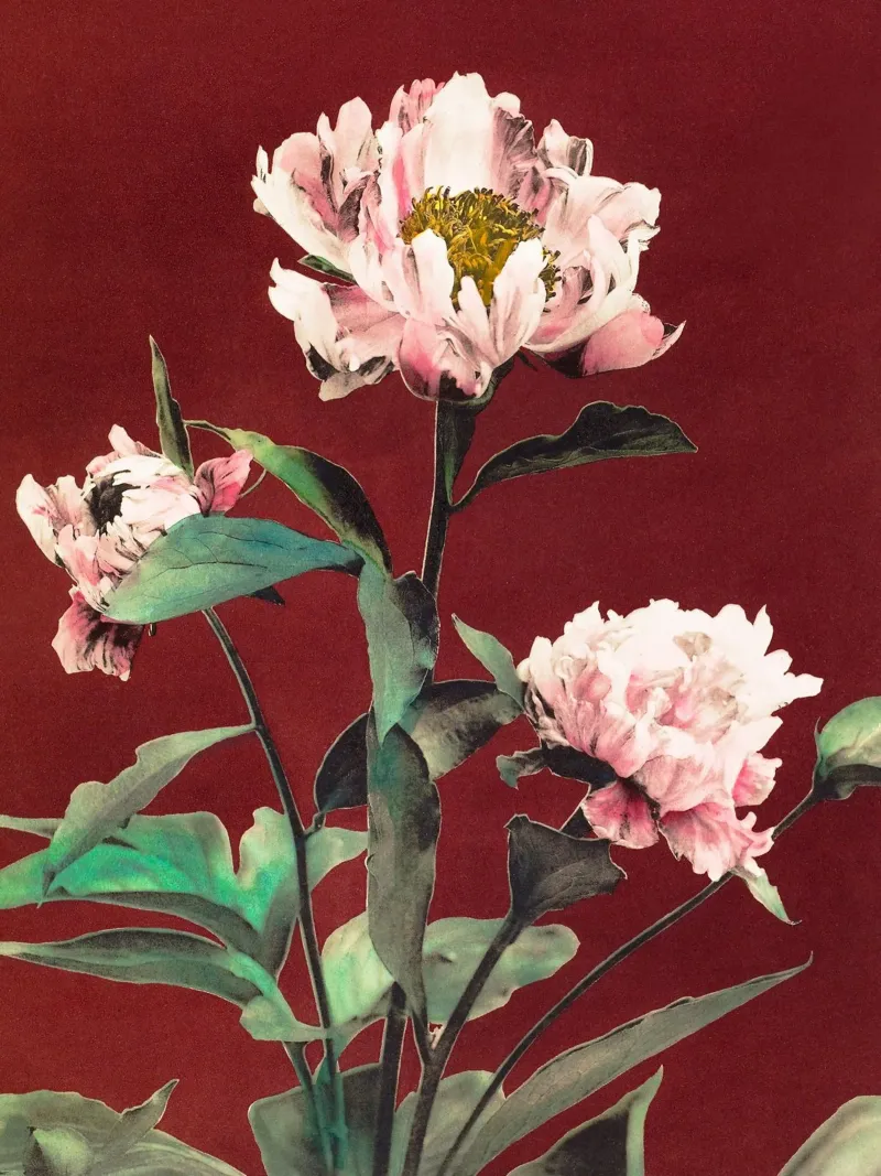 Peonie poster con telaio in plastica da Second Canvas