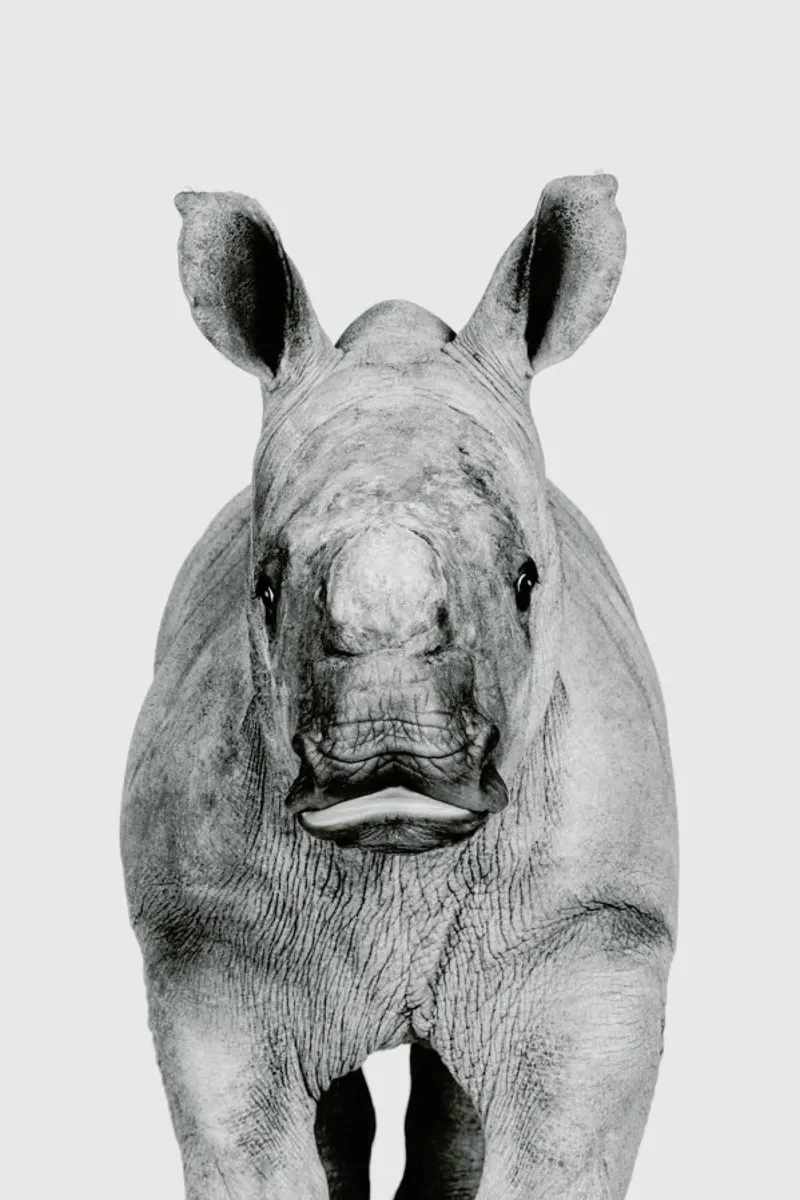 Rhino Classic backlit folie van Paws & Claws