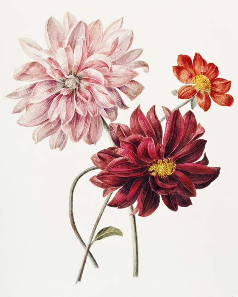 Dalie di Willem Hekking pellicola backlit da Pretty Flowers Vintage Botanicals
