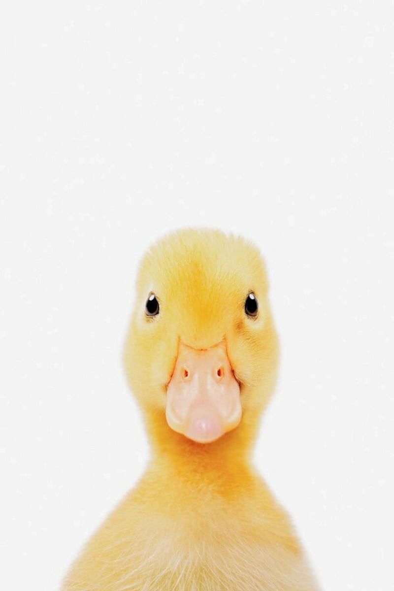 Duckling pellicola backlit da Paws & Claws