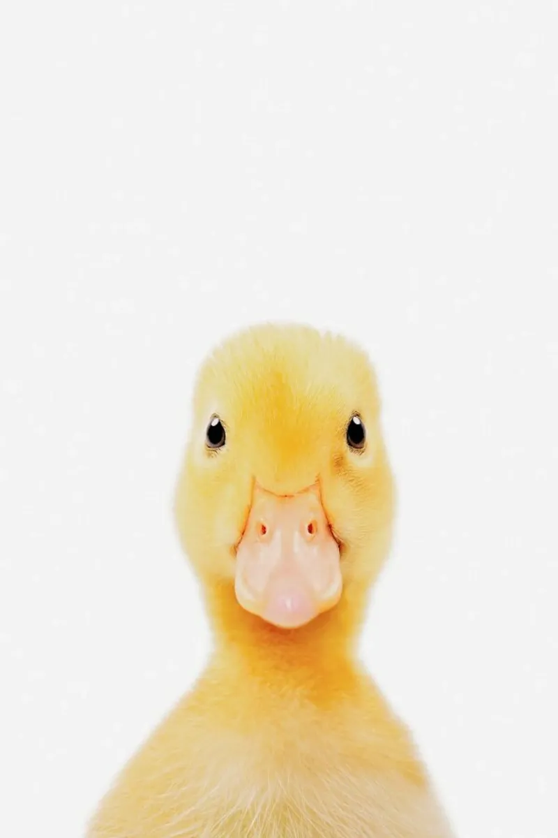 Duckling carta hahnemühle da Paws & Claws