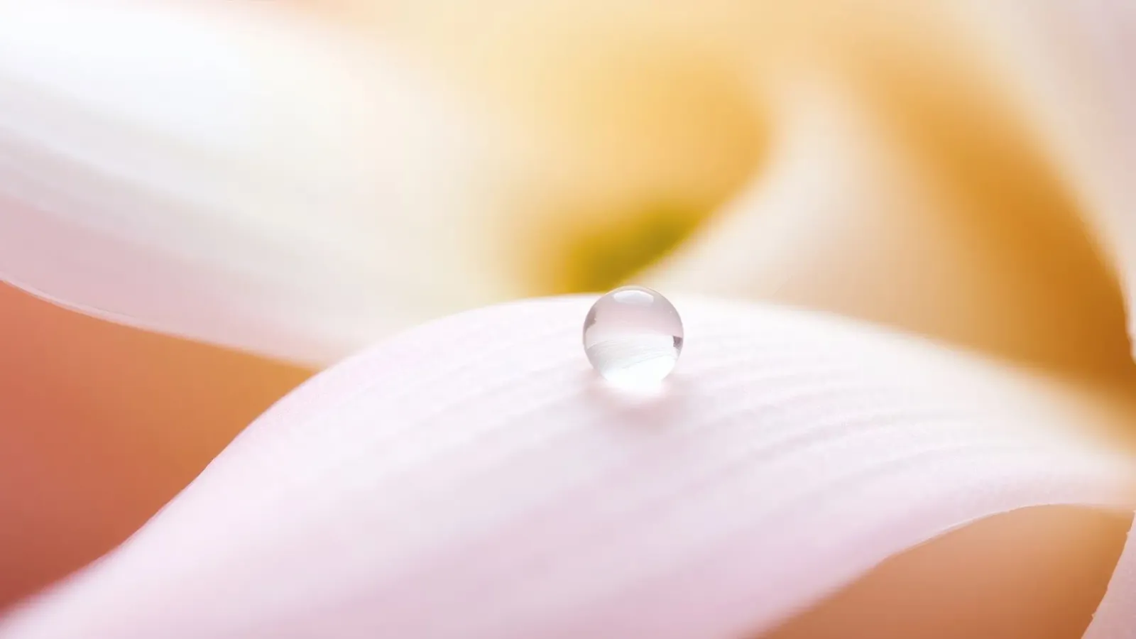 Morning dew rests on a delicate petal of a flower in soft canvas with Floater frame by DesignDoodle