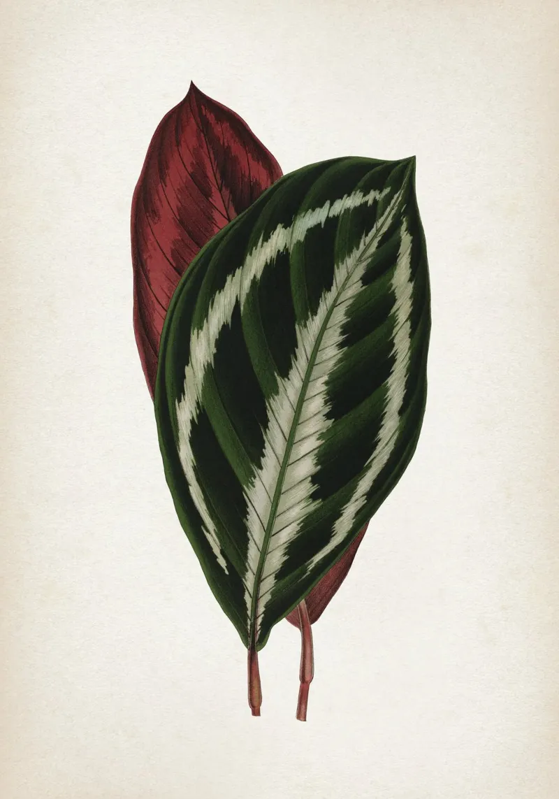 Vintage Houtte 1 Calathea Picturata poster con telaio in plastica da Vintage Print Collection
