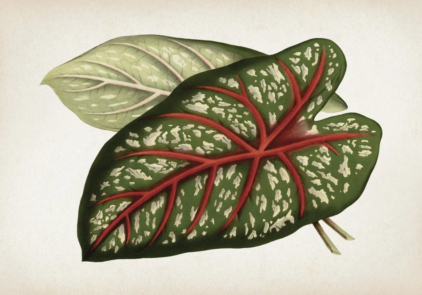 Vintage Houtte 1 Caladium Chantinii poster con telaio in alluminio da Vintage Print Collection