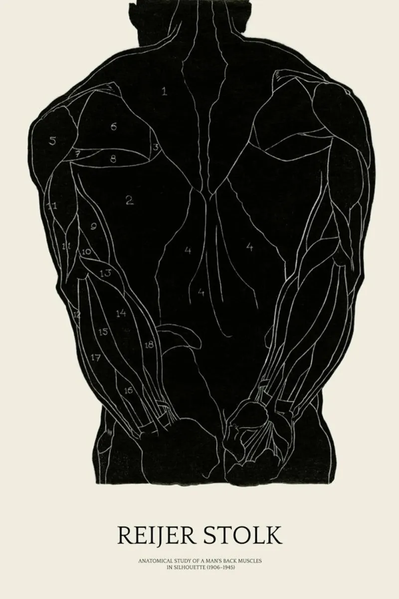 Stolk - Anatomical Study of a Man's Back Muscles poster da Vintage by JUNIQE