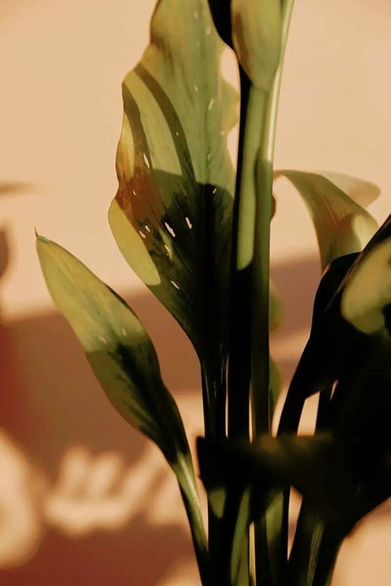 Perfect Light plexiglass da Flora & Fauna