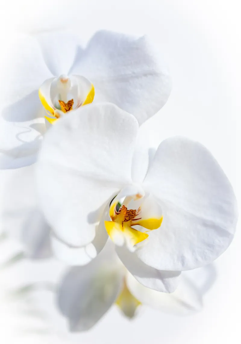 Orchidea #4 carta hahnemühle da rafael campezato