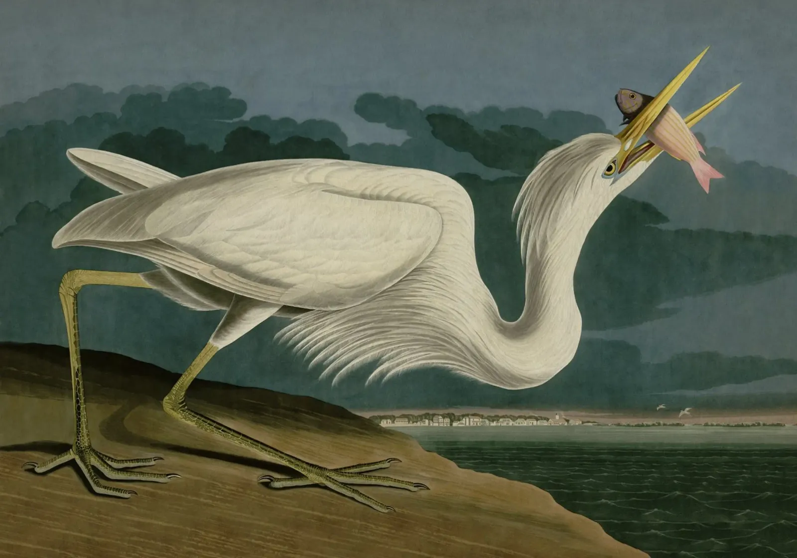 Vintage Audubon 2 White Heron poster con telaio in plastica da Vintage Print Collection
