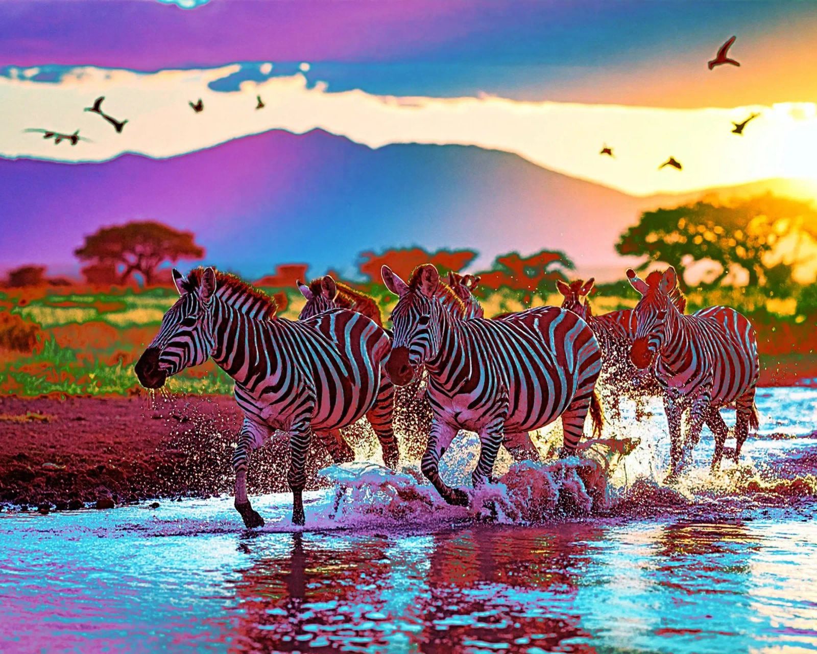 TROUPEAU DE ZEBRES AU SOLEIL COUCHANT. Couleur poster da Thierry vobmann photography
