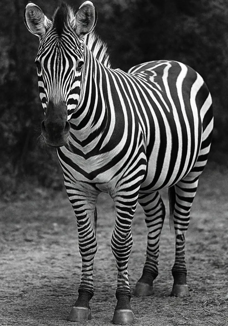 zebra fotografia in bianco e nero poster con telaio in legno da the gunduls