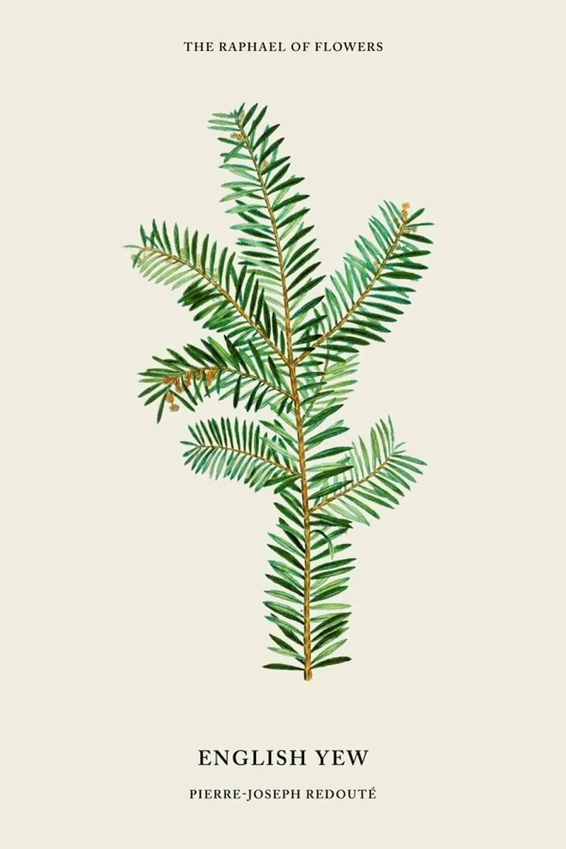 Pierre-Joseph Redouté - English Yew poster con telaio in legno da Vintage by JUNIQE