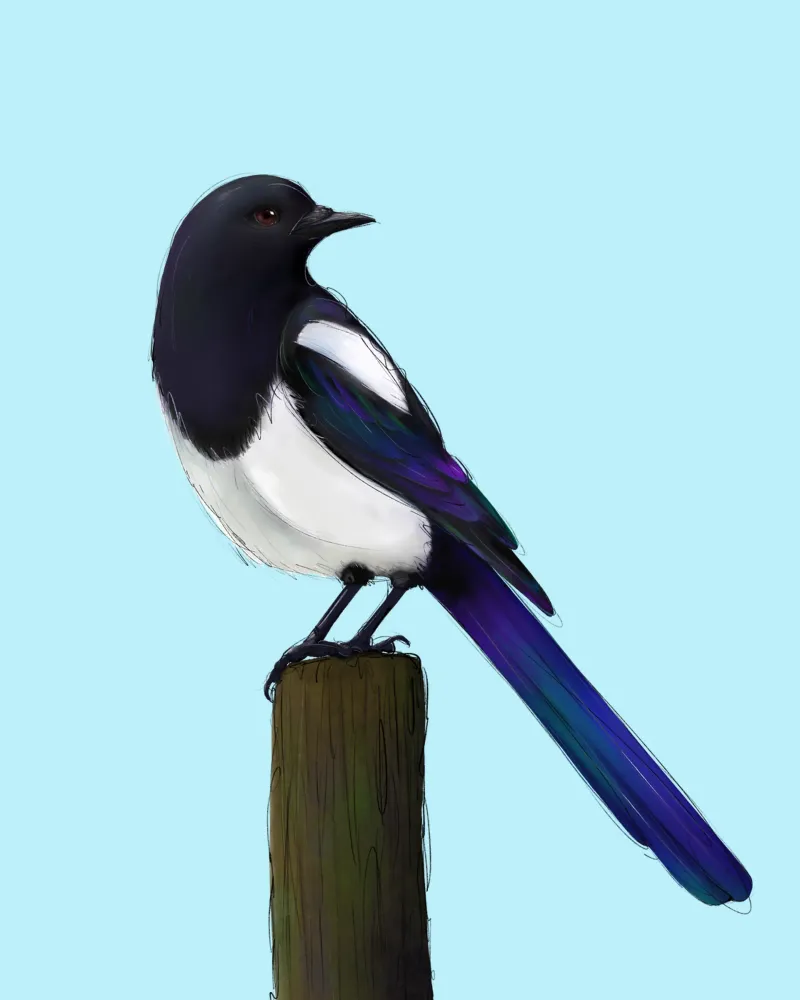 Magpie on Post canvas by BwiseLizzy