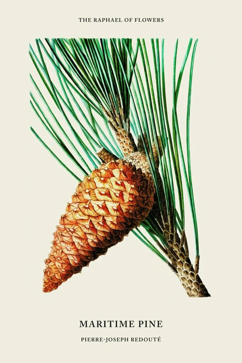 Pierre-Joseph Redouté - Maritime Pine poster con telaio in legno da Vintage by JUNIQE