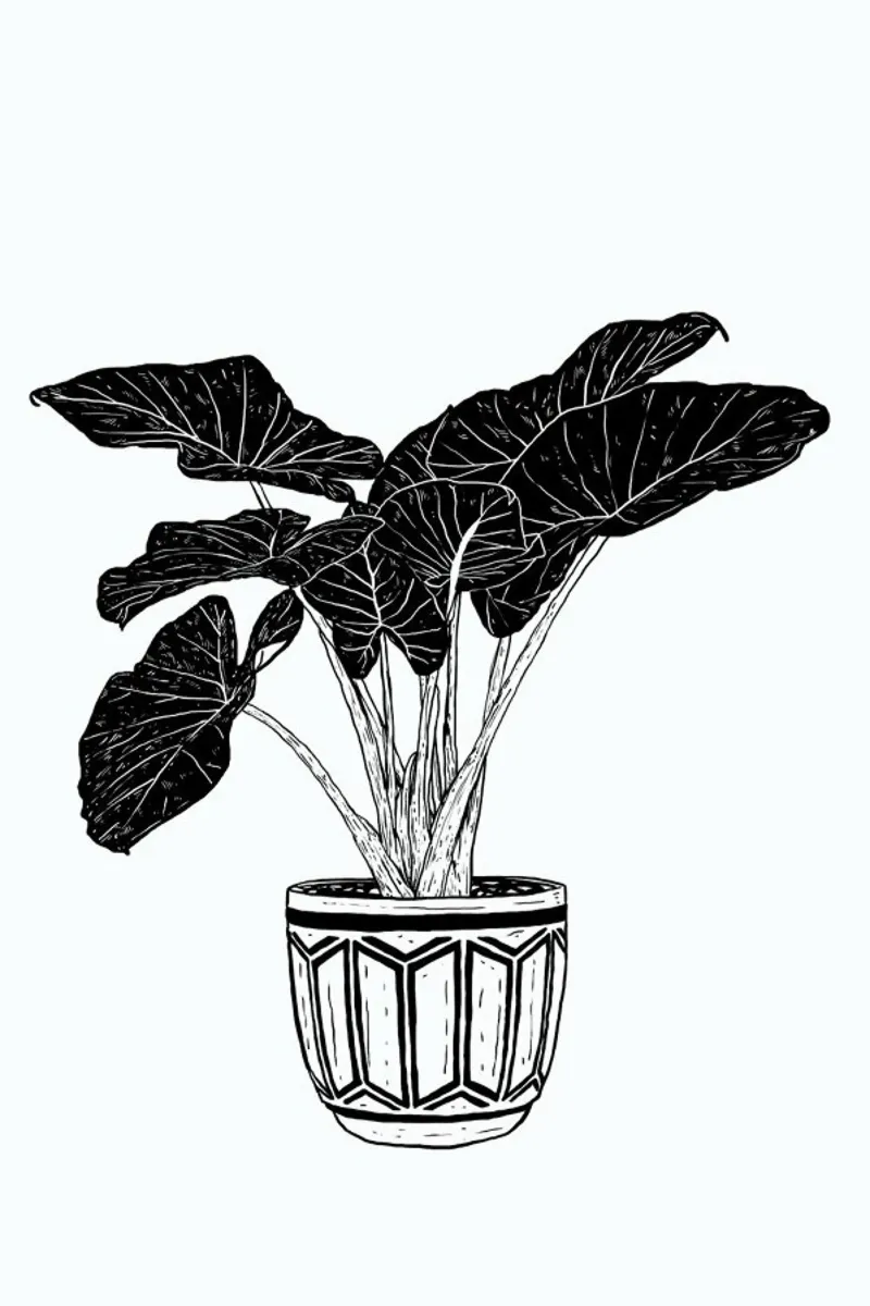 Alocasia pellicola backlit da Nick Cocozza