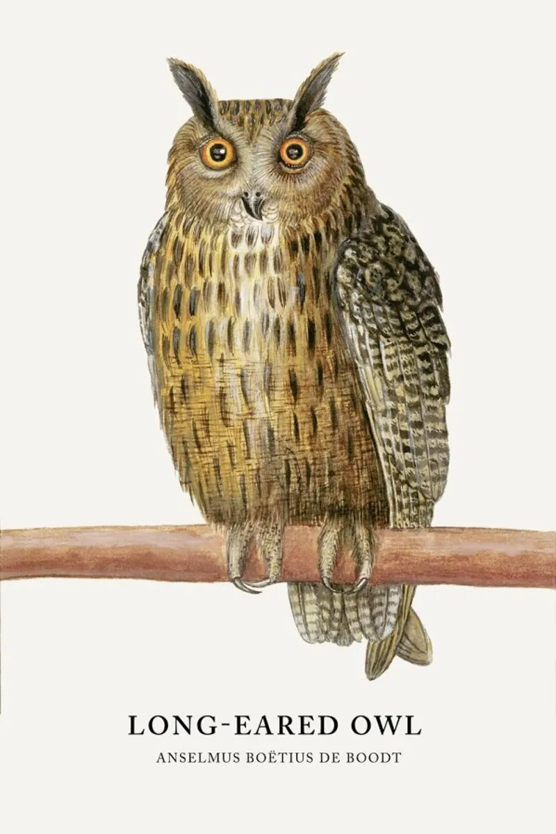 Anselmus Boëtius de Boodt - Long-eared Owl poster con telaio in legno da Vintage by JUNIQE