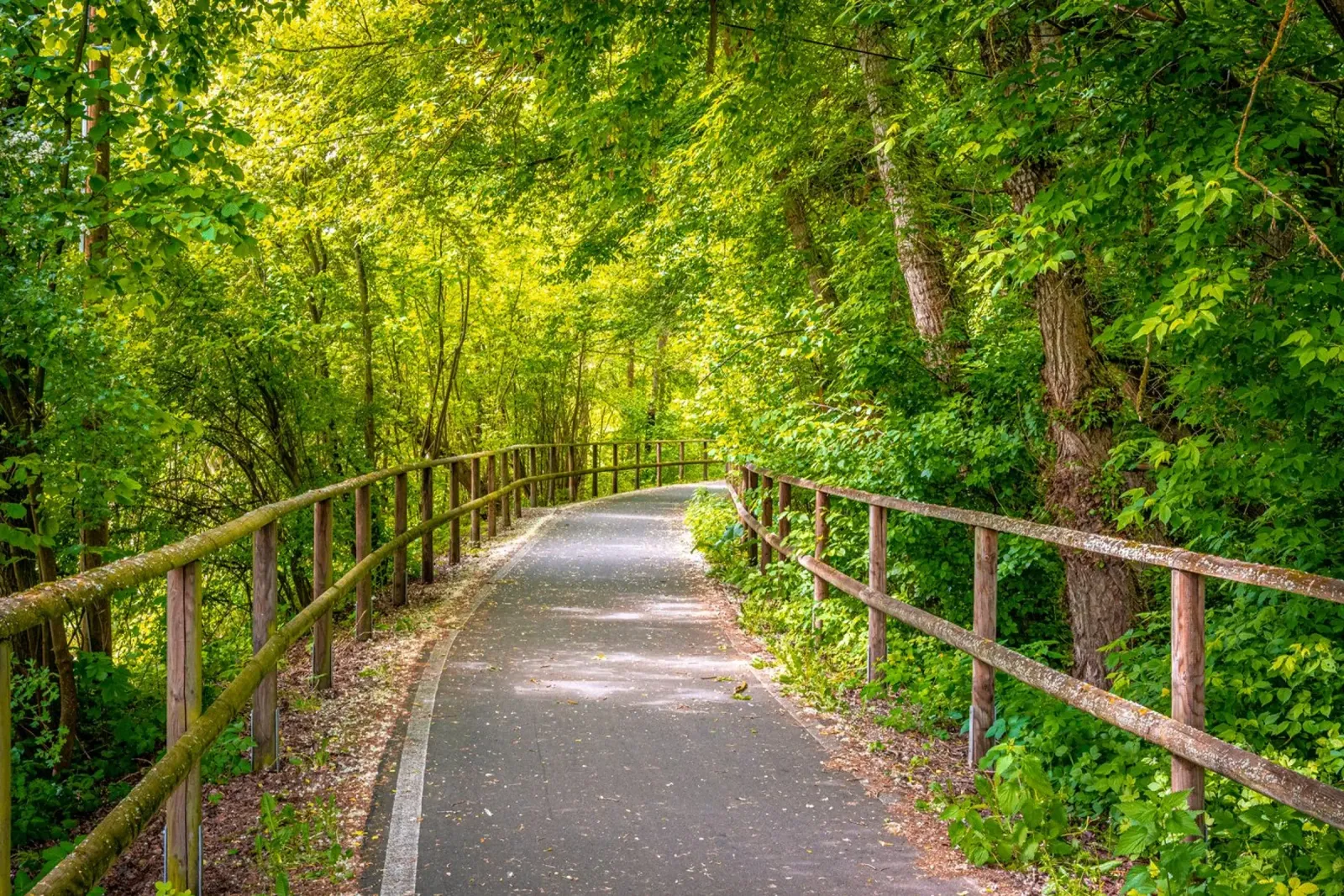 Radweg durch den Mischwald im Frühling auf der Rabeninsel poster da Marcus Beckert | Fotografie