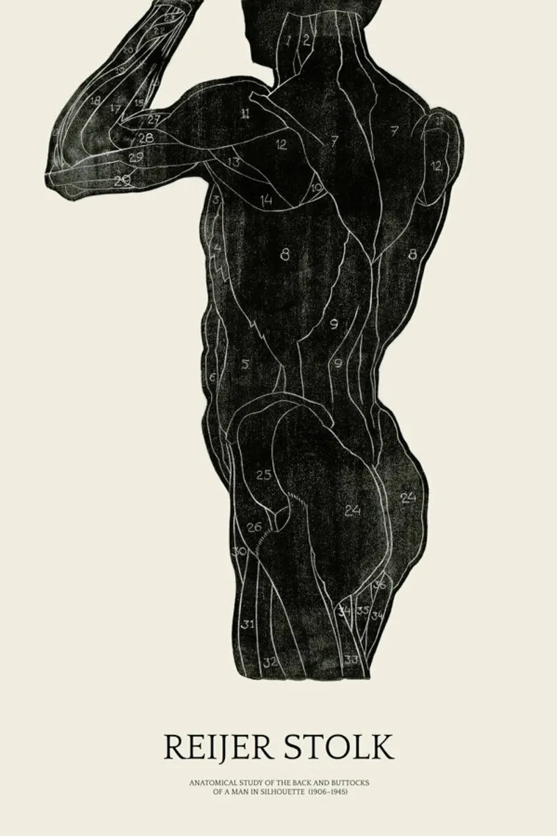 Stolk - Anatomical Study of the Back and Buttocks of a Man plexiglass da Vintage by JUNIQE