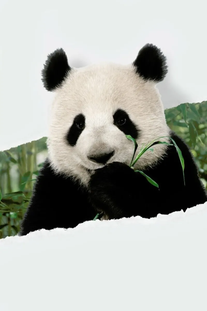 Panda Torn Paper alluminio dibond da JONAS LOOSE KIDS