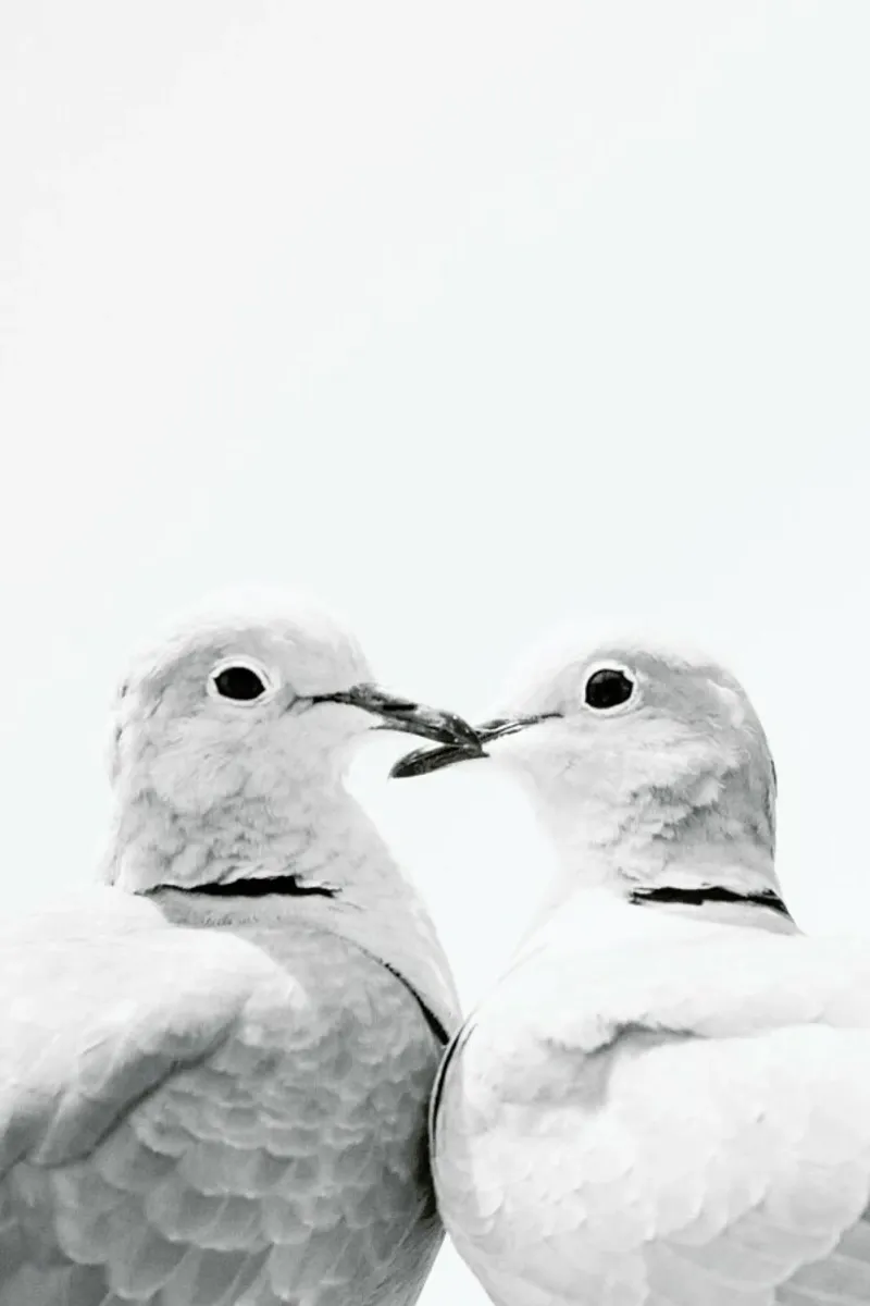 Lovers pellicola backlit da Victoria Frost