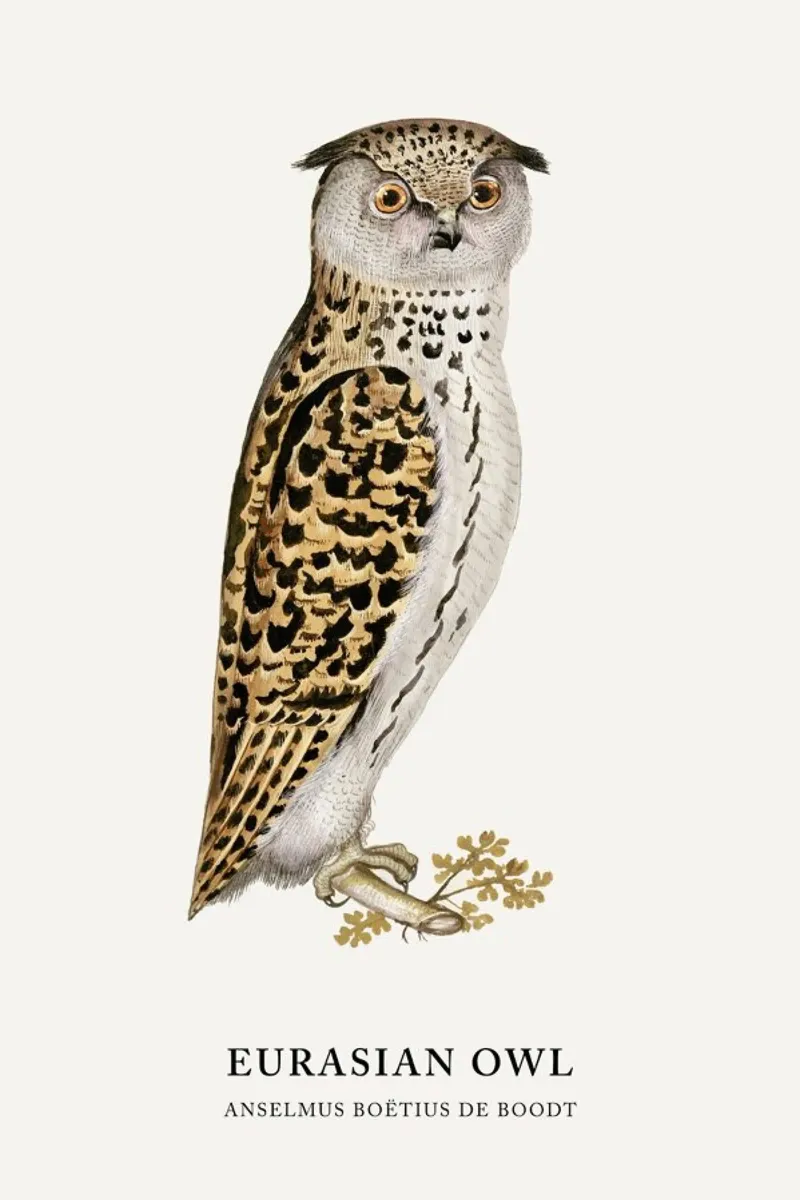 Anselmus Boëtius de Boodt - Eurasian Owl canvas by Vintage by JUNIQE