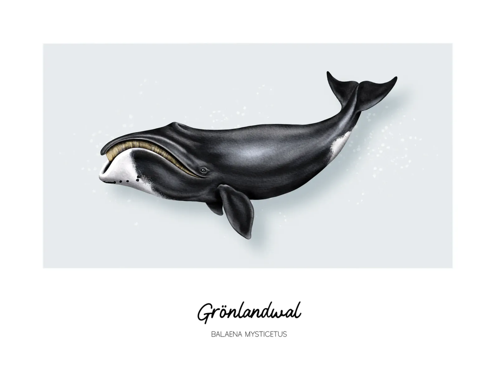 Balena Bowhead - Illustrazione di balene e delfini carta hahnemühle da Moonlit Illustrations