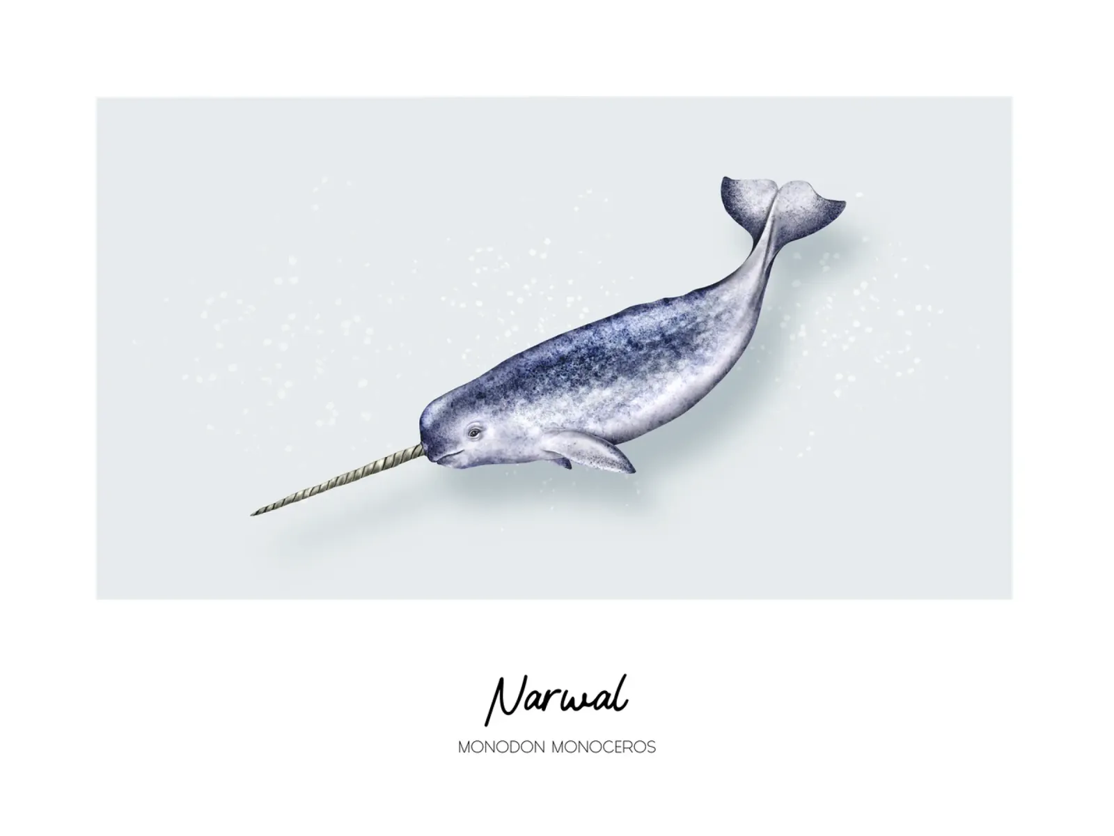 Narvalo - Illustrazione di Wale e Delfine pellicola backlit da Moonlit Illustrations