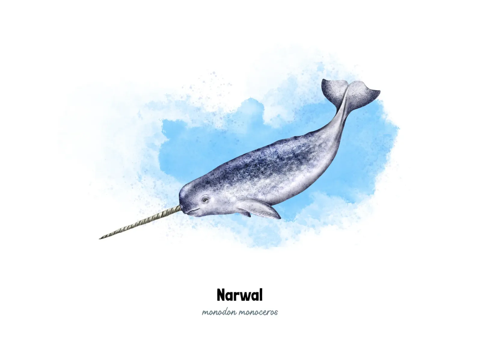 Narvalo - Acquerello pellicola backlit da Moonlit Illustrations