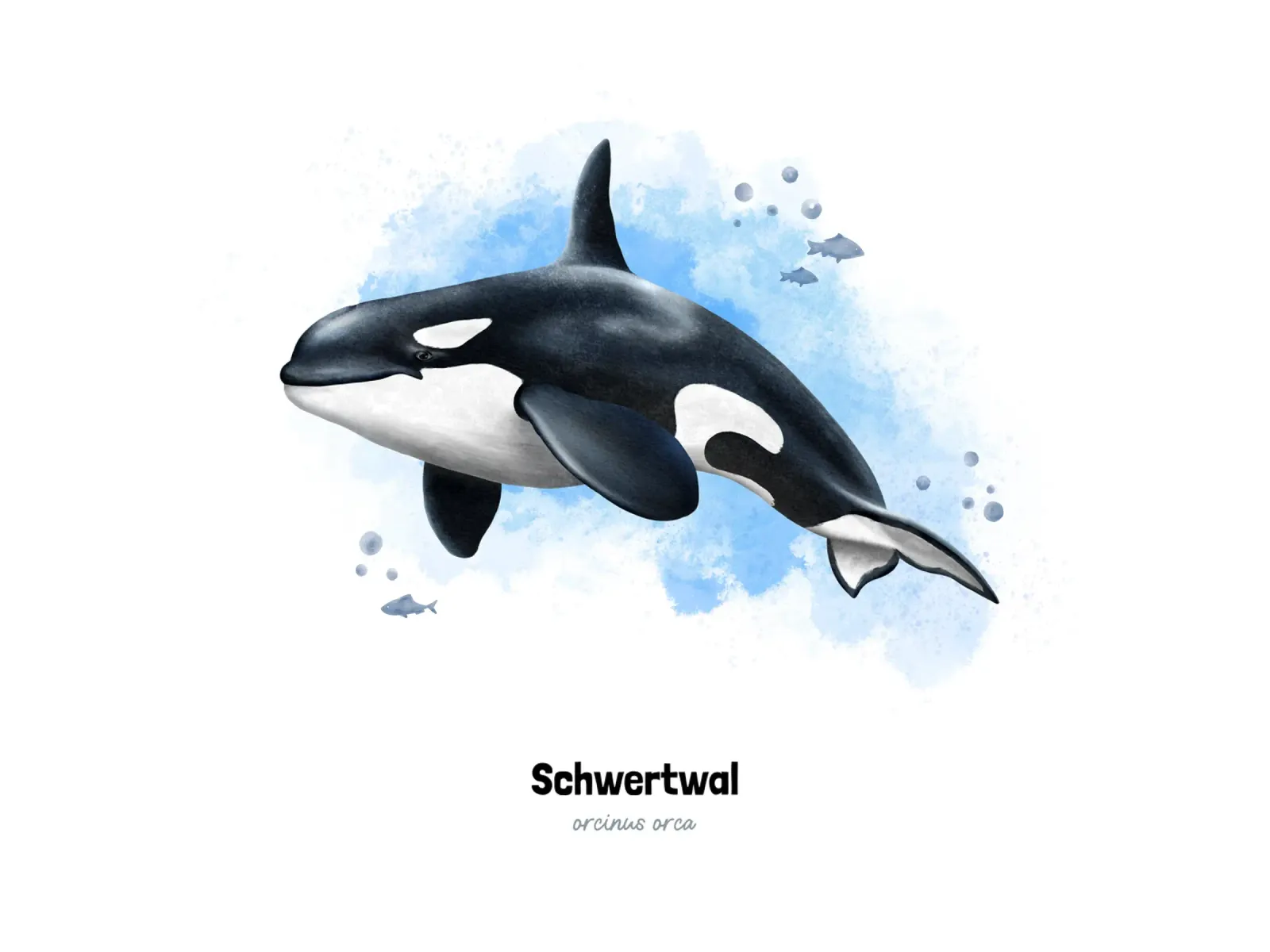 Schwertwal (Orca) - Acquerello poster da Moonlit Illustrations