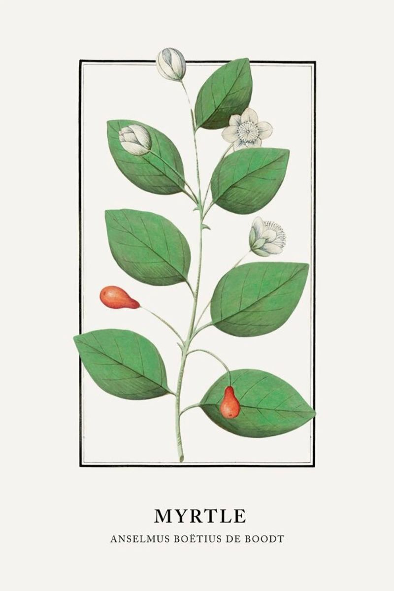 Anselmus Boëtius de Boodt - Myrtle poster by Vintage by JUNIQE