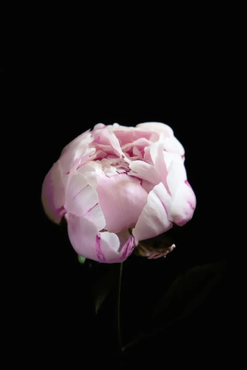 Rosa Centifolia hahnemühle van Studio One