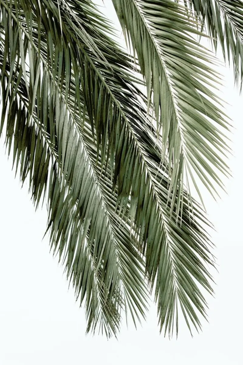 Palms pellicola backlit da Victoria Frost