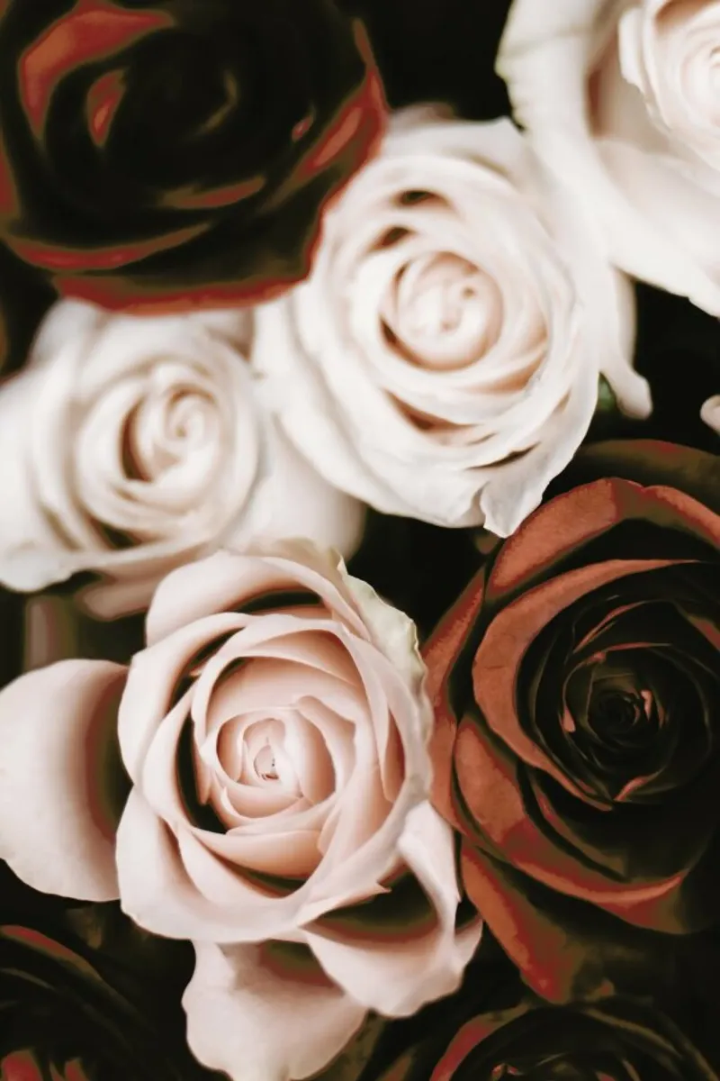 Mocca And Cream Roses poster met aluminium frame van Ingrid Beddoes