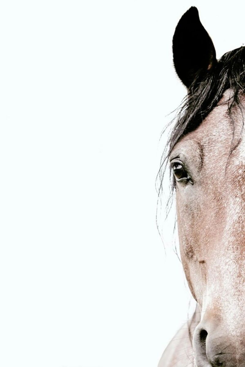 Horse poster by Victoria Frost