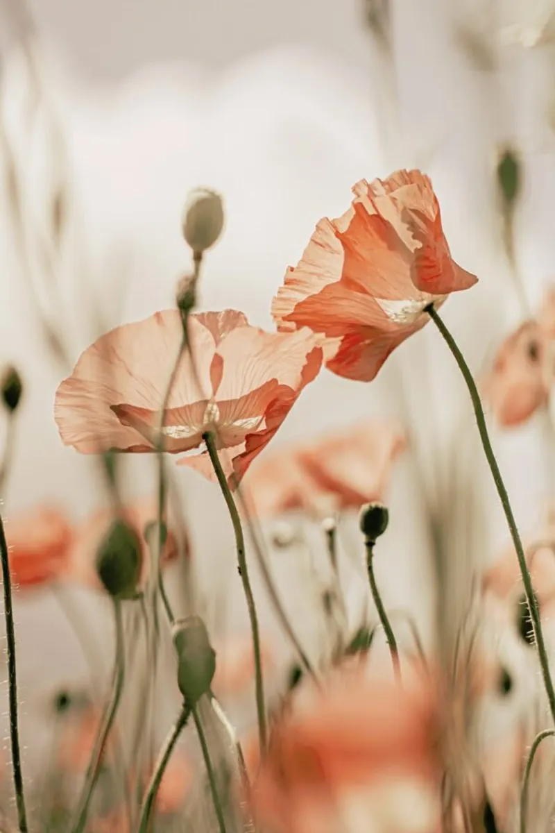 Sunkissed Flowers 1 pellicola backlit da Monika Strigel