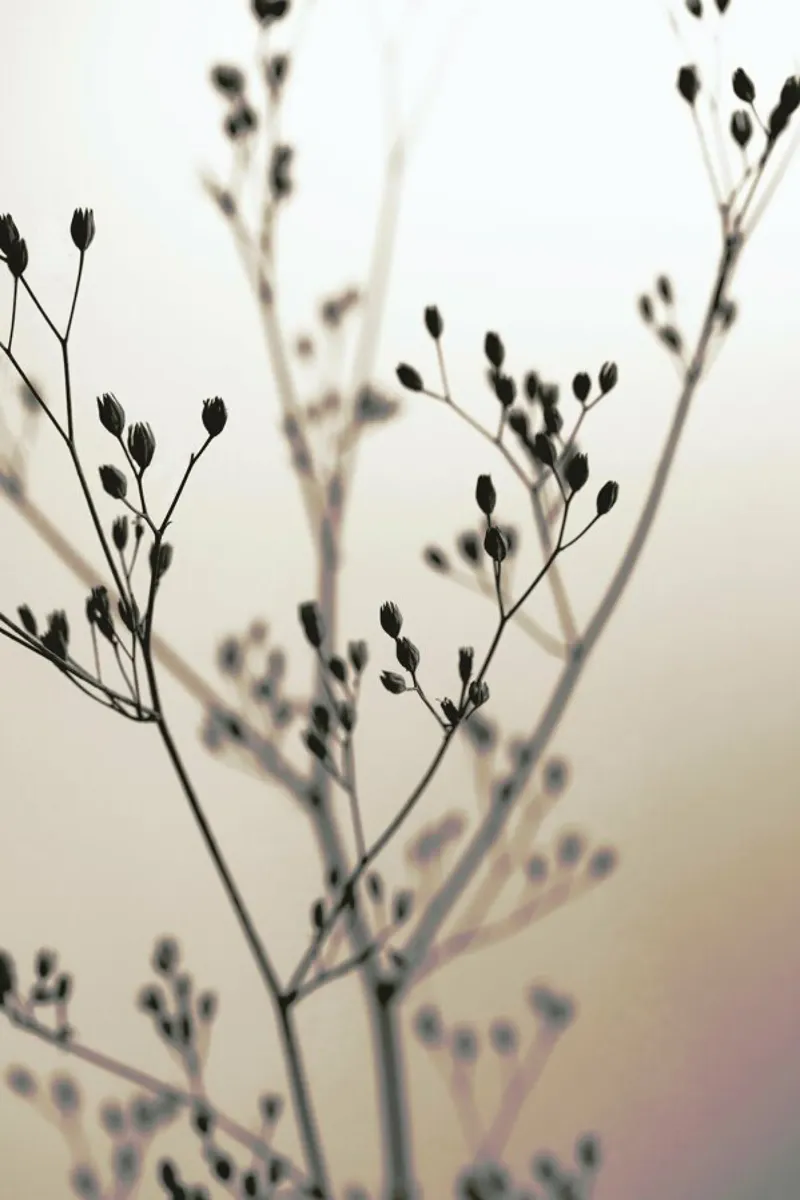 Wild Flower Brown 1 canvas by Monika Strigel