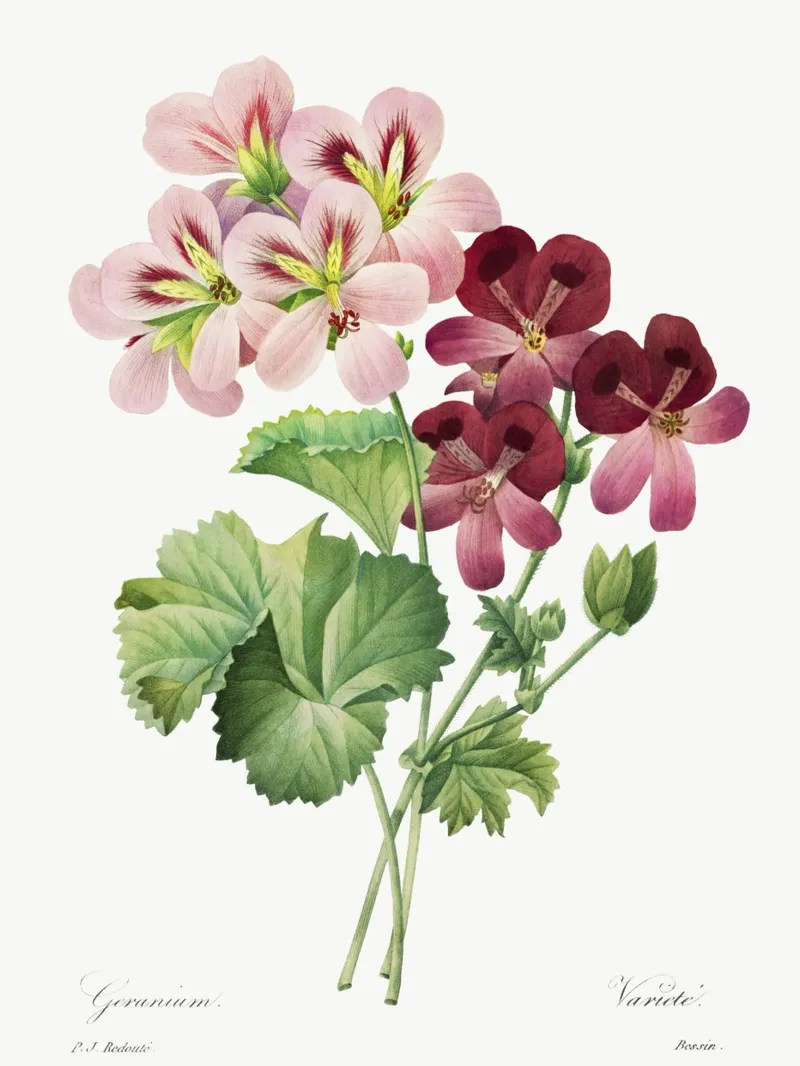 Geranio (1827) Henry Joseph Redouté pellicola backlit da Pretty Flowers Vintage Botanicals