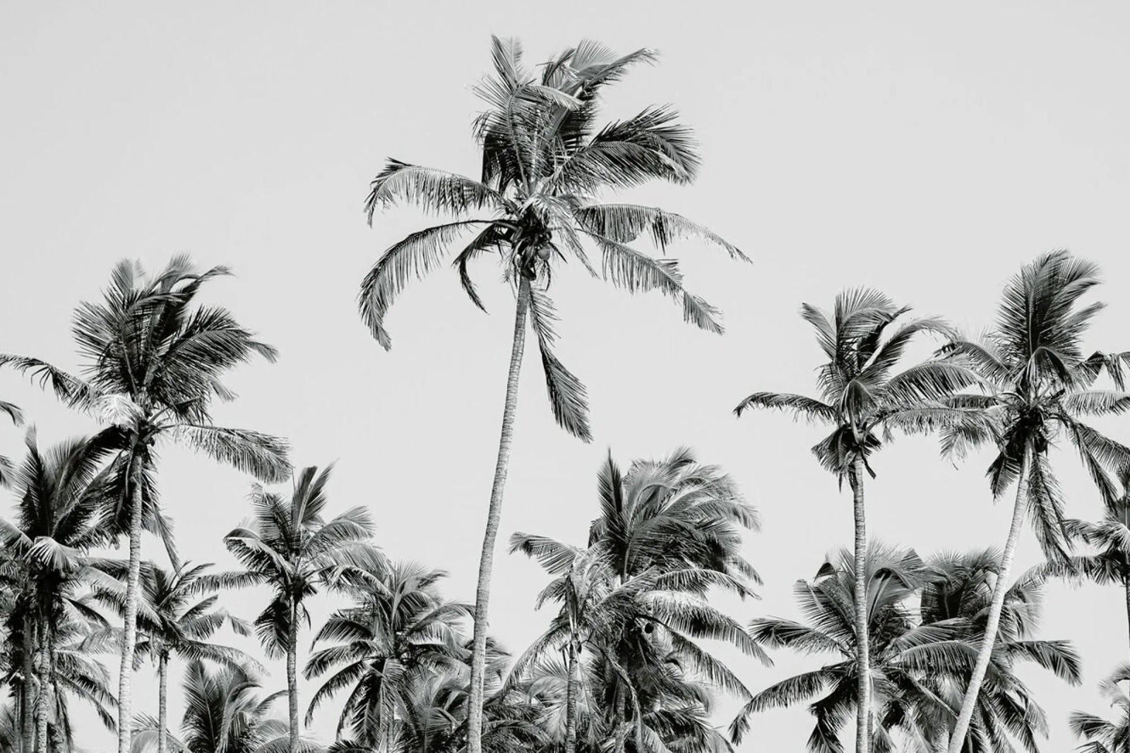 Palm Trees On The Beach 3 pellicola backlit da Victoria Frost