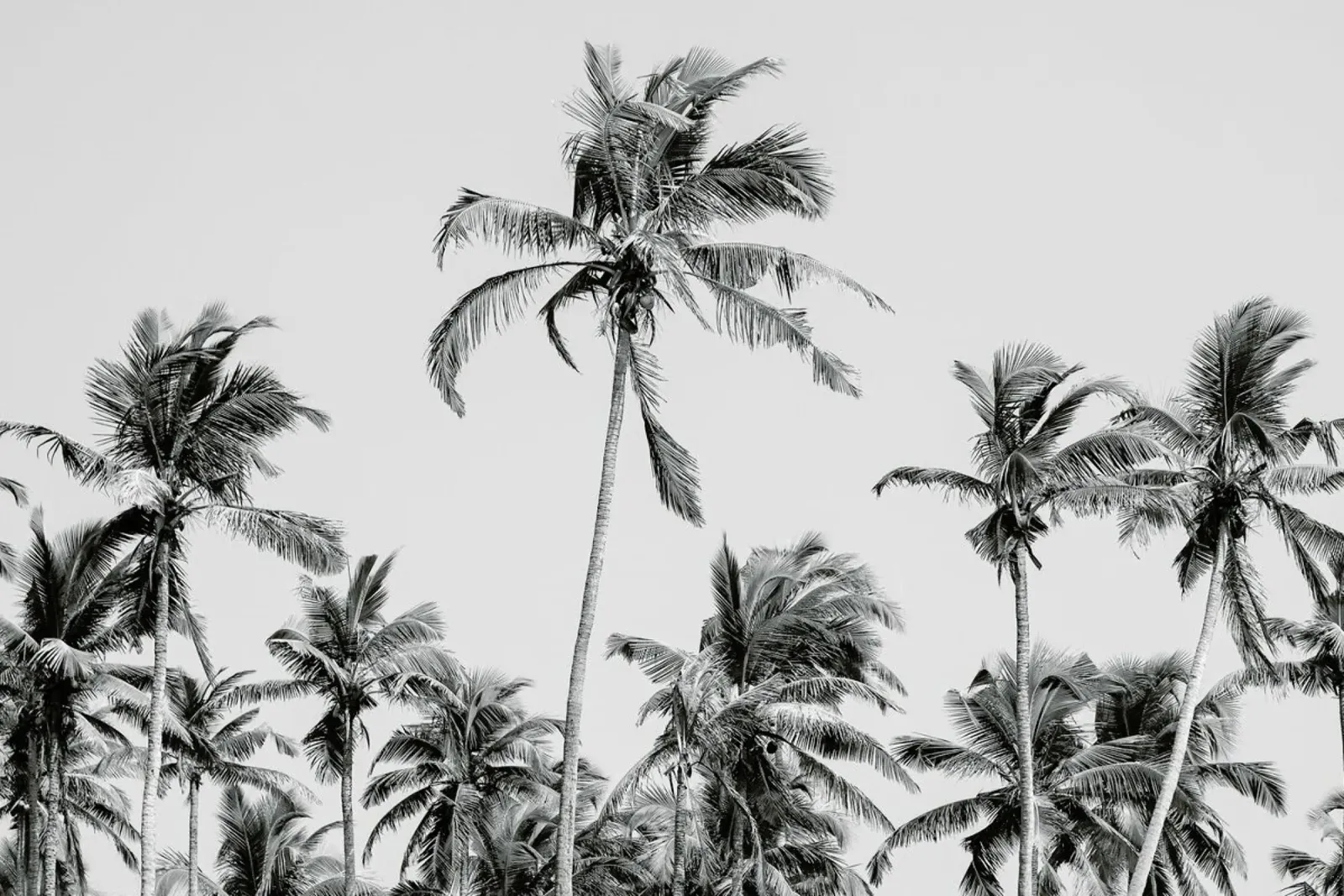 Palm Trees On The Beach 3 alluminio dibond da Victoria Frost