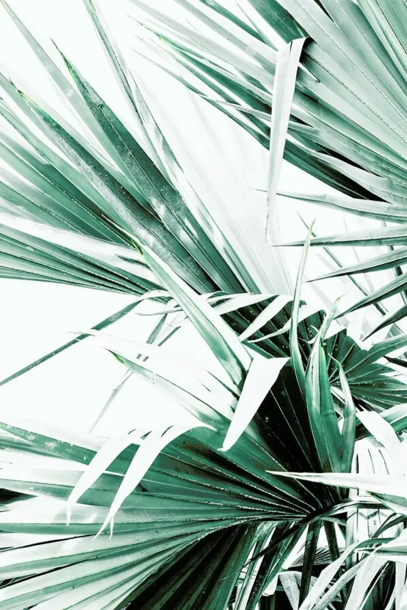 Palm Leaves canvas by Victoria Frost