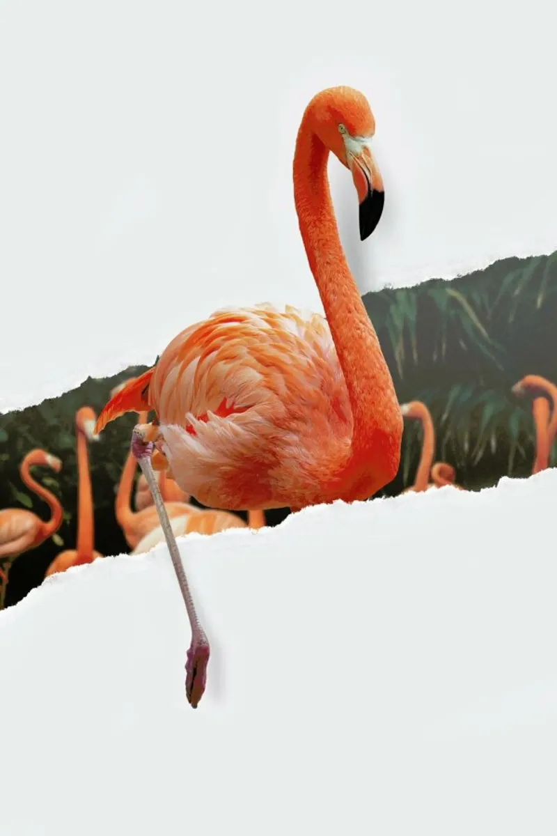 Flamingo Torn Paper alluminio dibond da JONAS LOOSE KIDS