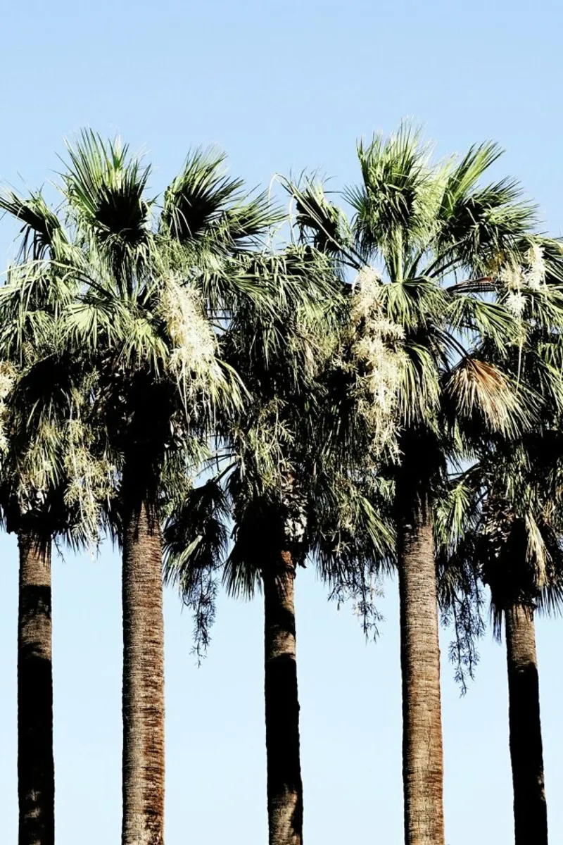 Geoffs Palm Trees pellicola backlit da Babett Schultze