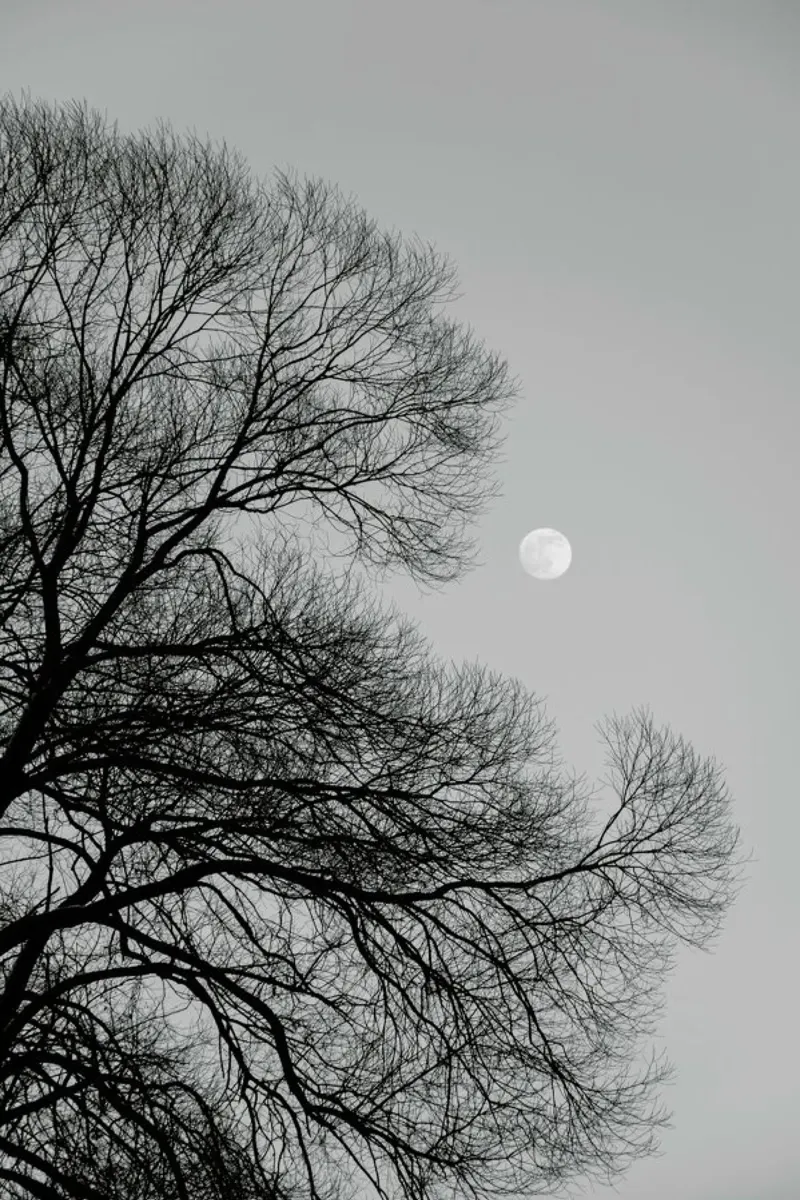 Full Moon Loves Winter Tree - Black & White Edition pellicola backlit da Studio Nahili