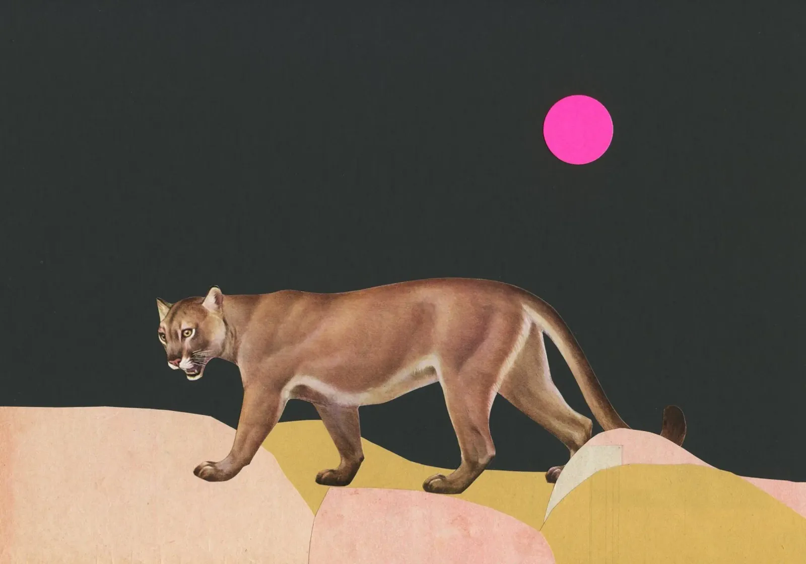 Puma pellicola backlit da Cassia Beck Collage