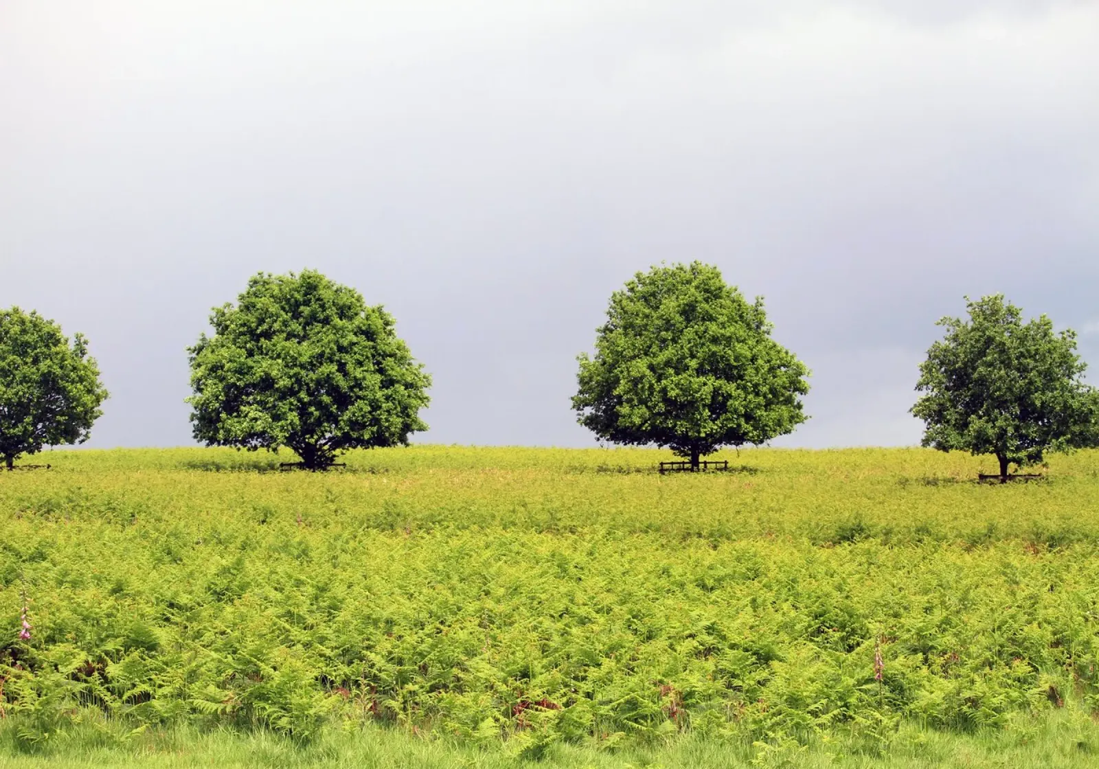 Trees in a Field of Ferns under a Grey Sky canvas by Jack C Photography