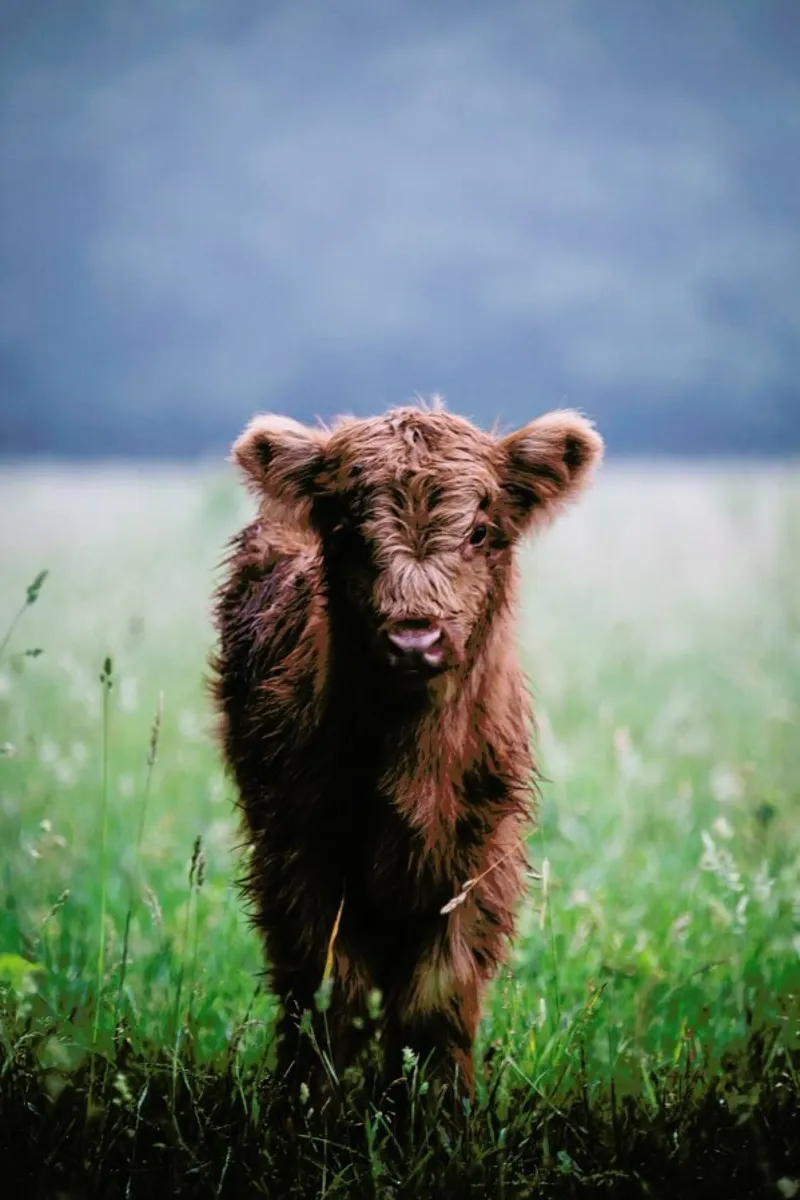 Highland Calf II pellicola backlit da Natural Kingdom